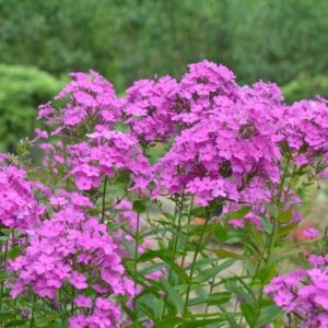 phlox paniculata come prendersene cura