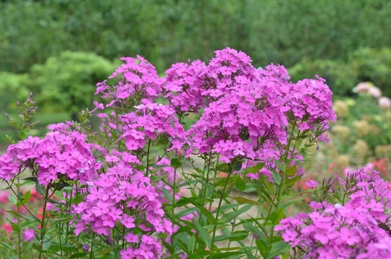 phlox paniculata come prendersene cura